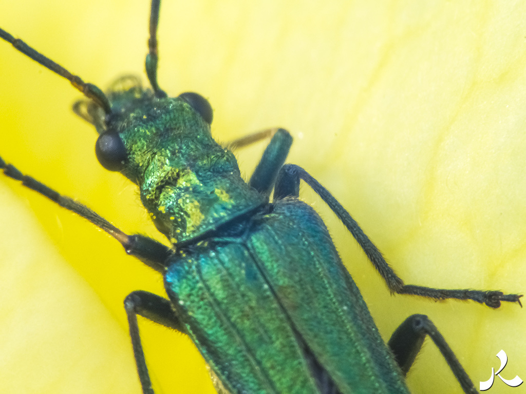 acrostiche sur CROIRE 1