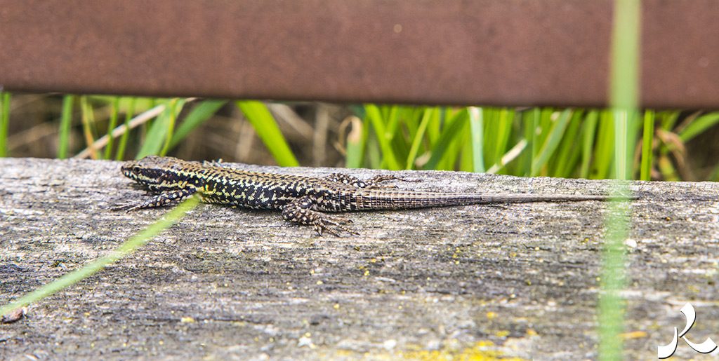 acrostiche sur CROIRE 3