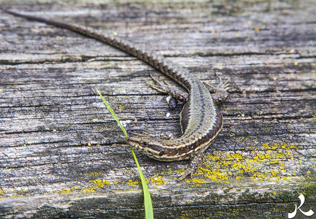 acrostiche sur ÉCRIRE 3