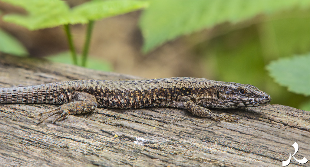 acrostiche sur CROIRE 3