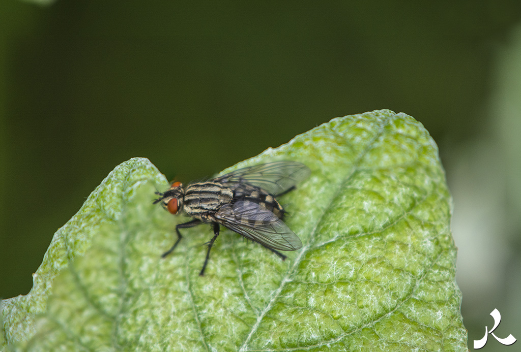Courrire = courir + rire