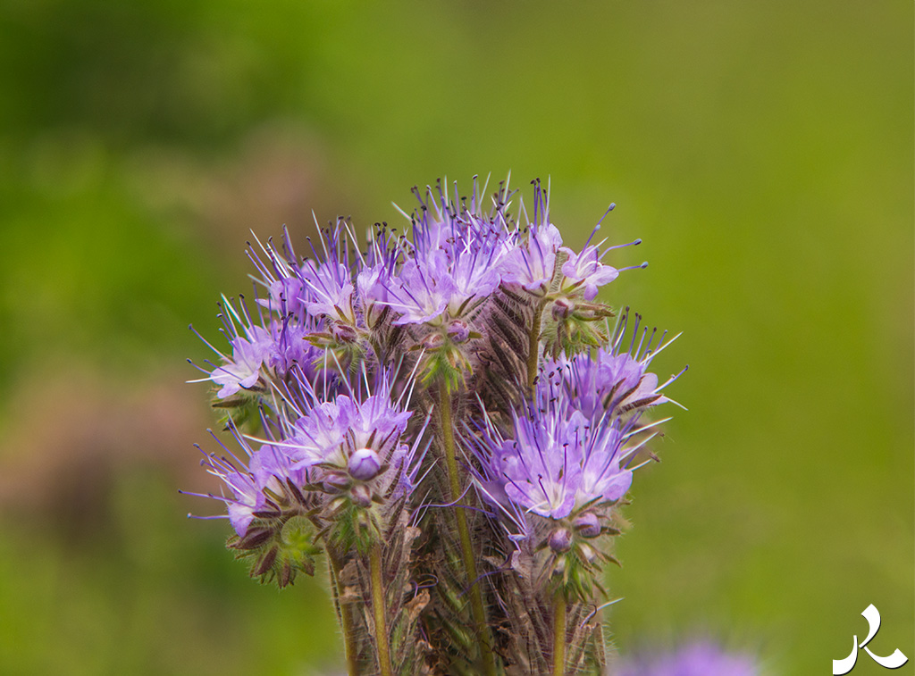 acrostiche sur TROP 3