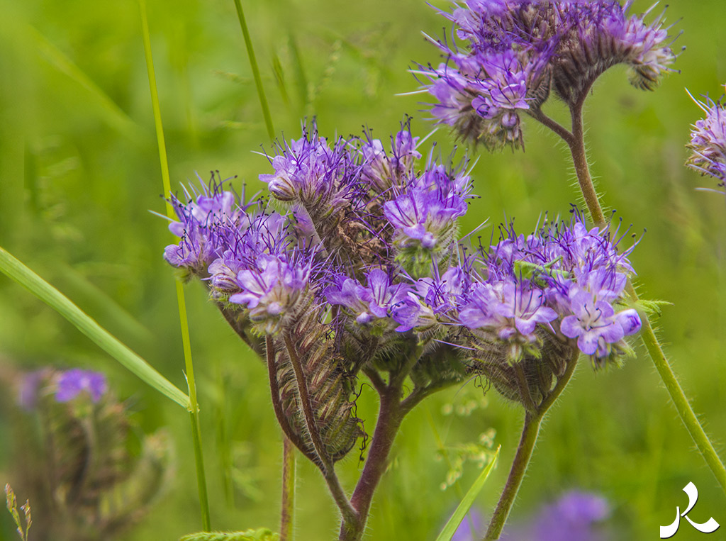 acrostiche sur ÉCRIRE 2