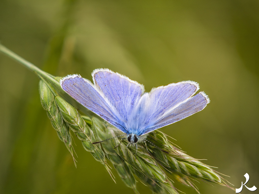 acrostiche sur ASSEZ 1