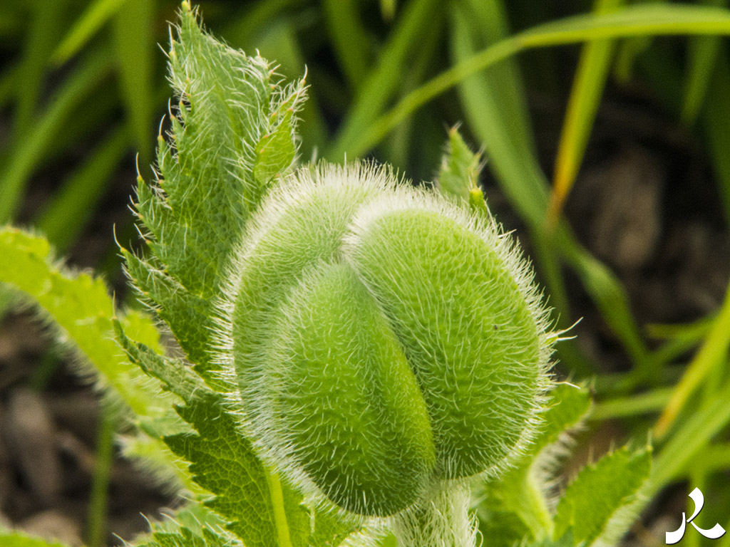 Des images et des maux…