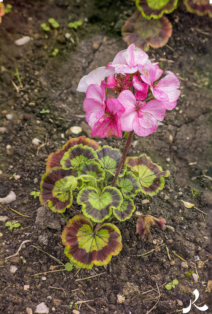 Courrire = courir + rire