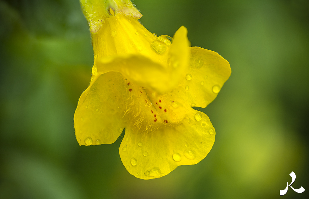 Courrire = courir + rire