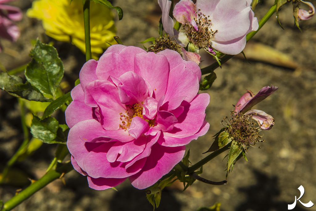 acrostiche sur PORTE 3