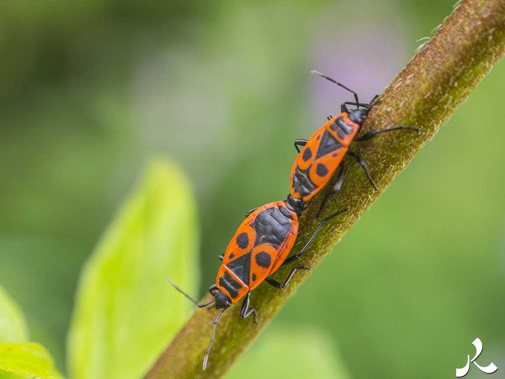 Des images et des maux…