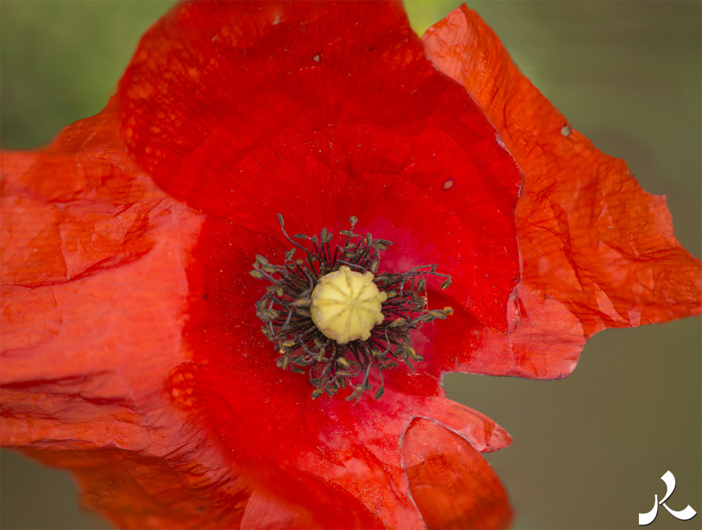 Courrire = courir + rire