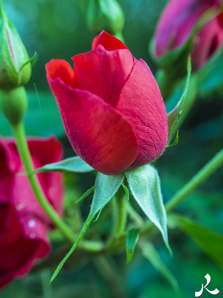 Des images et des maux…