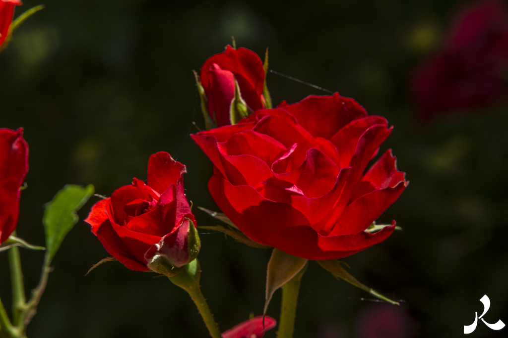 acrostiche sur PORTE 1