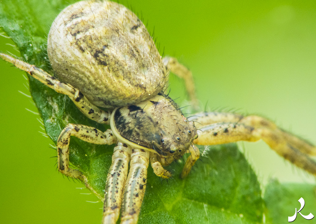 acrostiche sur TROP 2