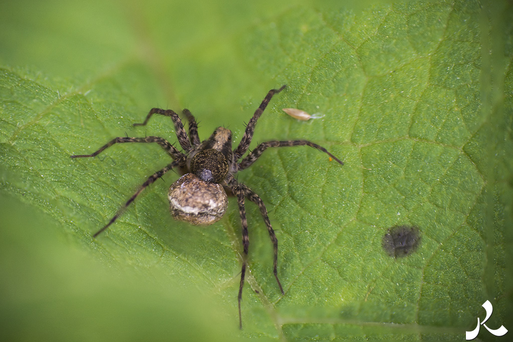 acrostiche sur ASSEZ 1