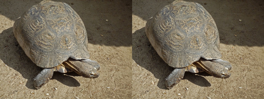 stereoscopies-tortoise