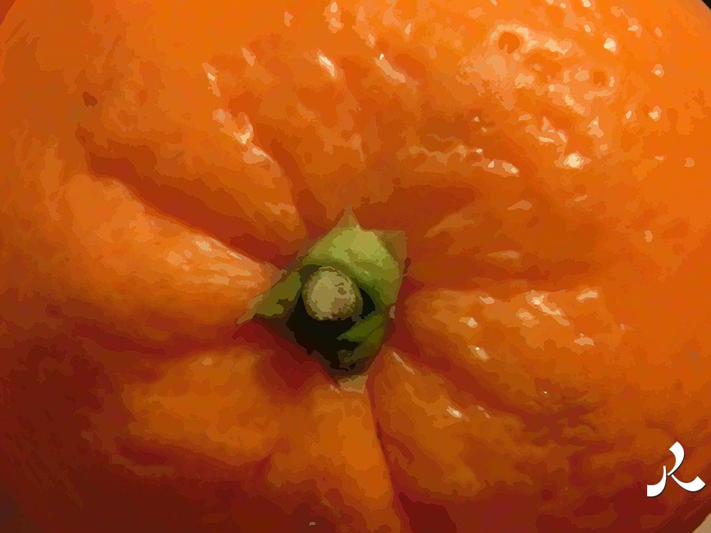 gros plan sur une orange