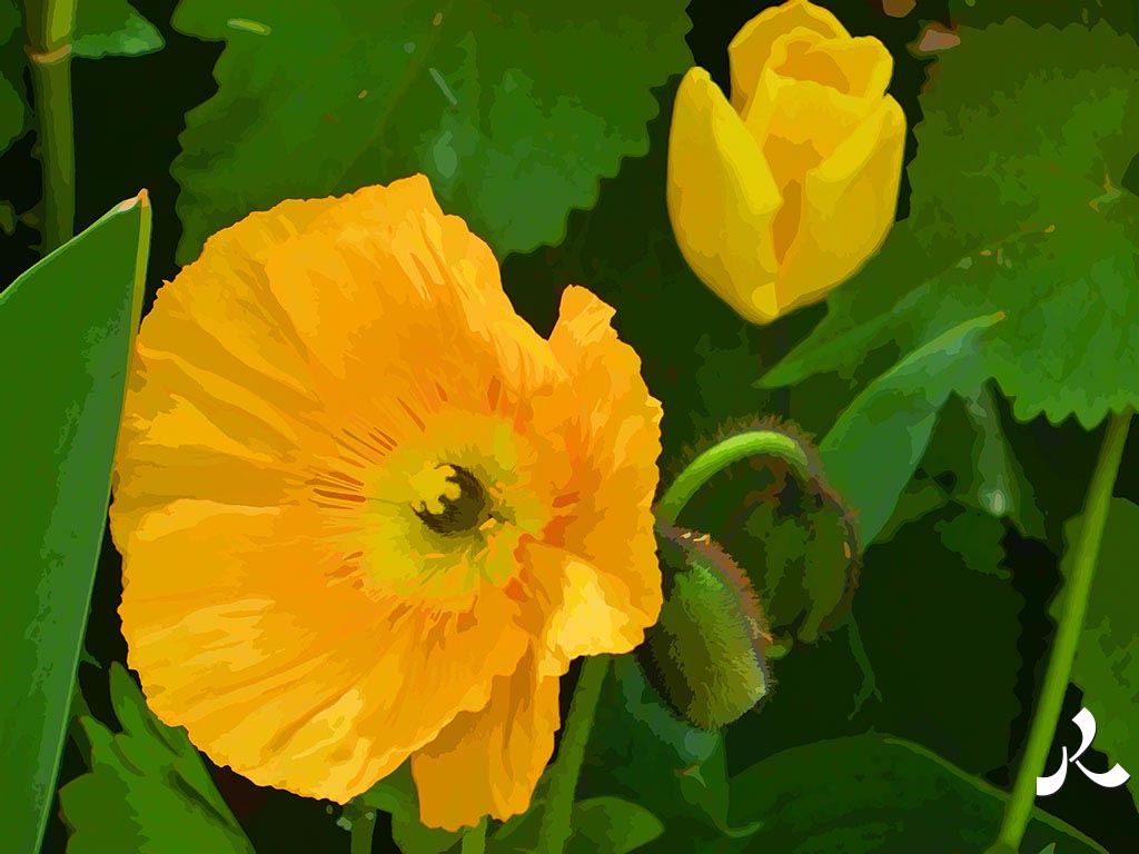 deux fleurs jaunes