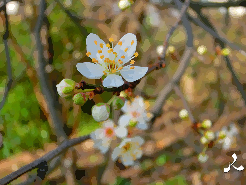une petite fleur d'arbre