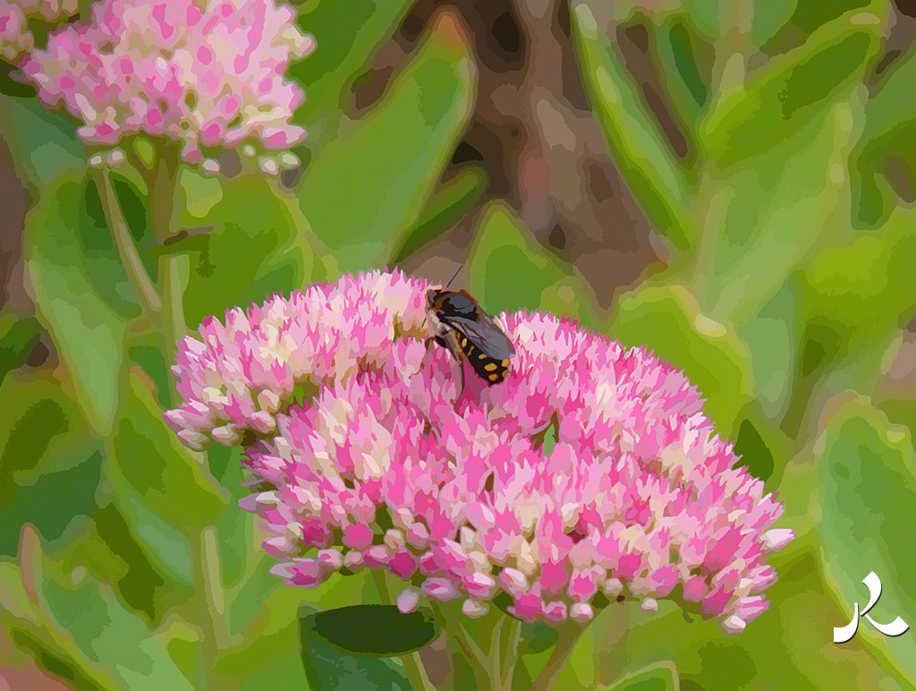 une abeille au travail