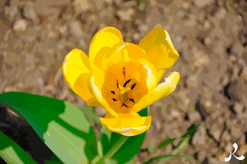 tulipe jaune