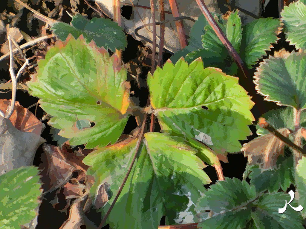 feuilles sauvages