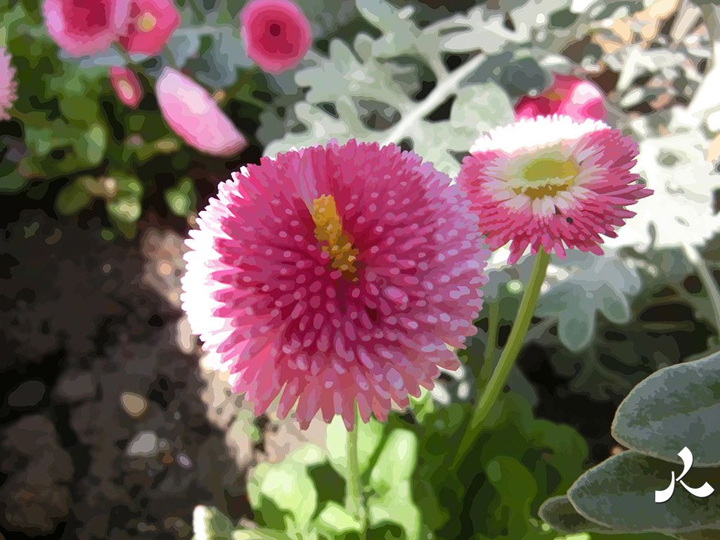 fleurs roses en boule