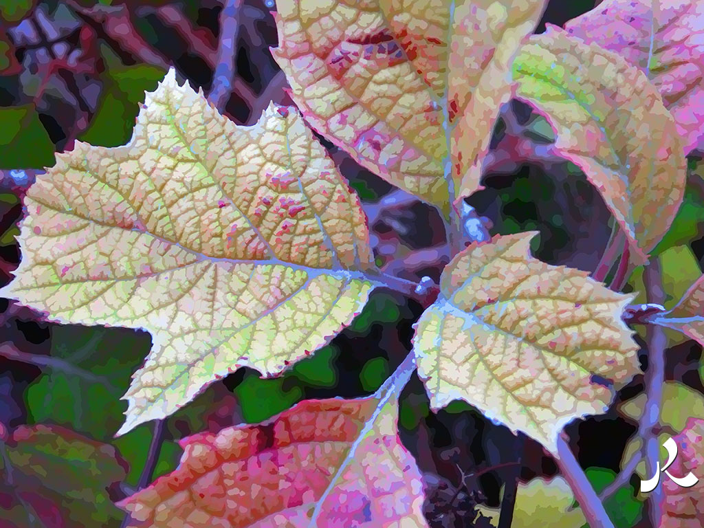 de belles feuilles nervurées