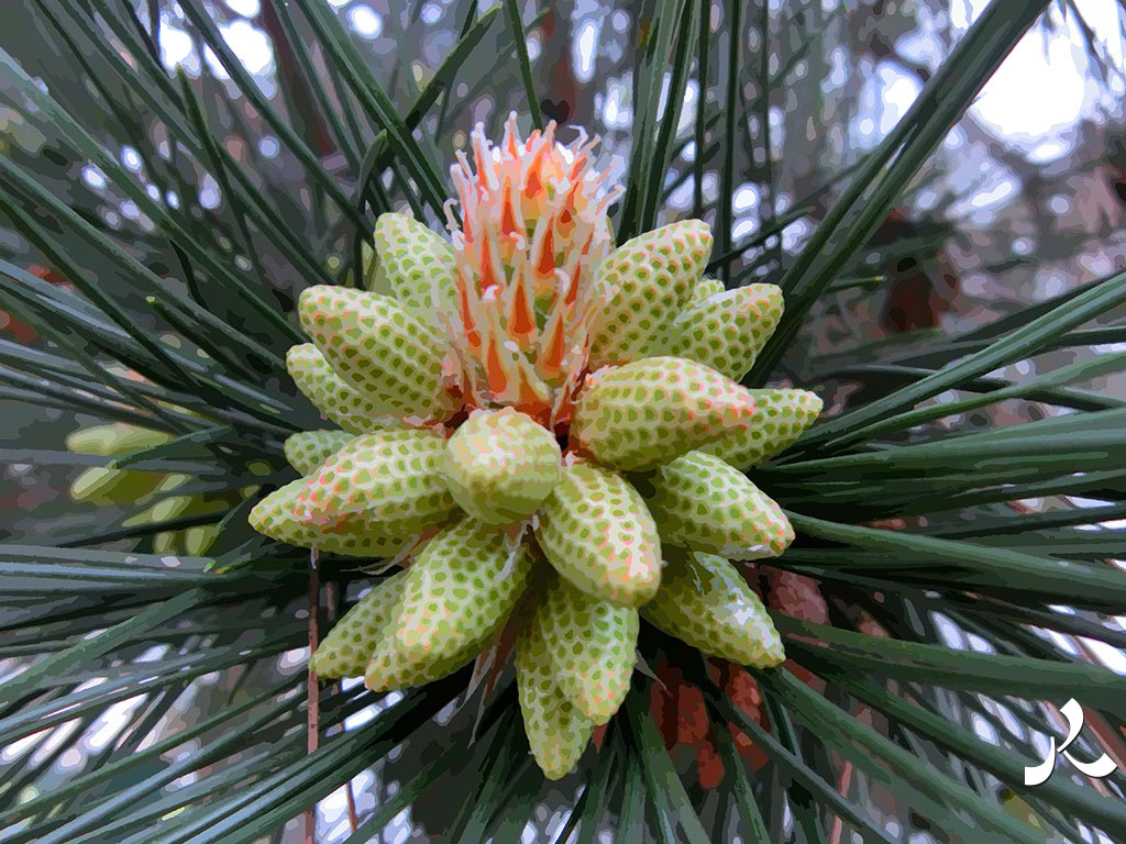 fleur de pin