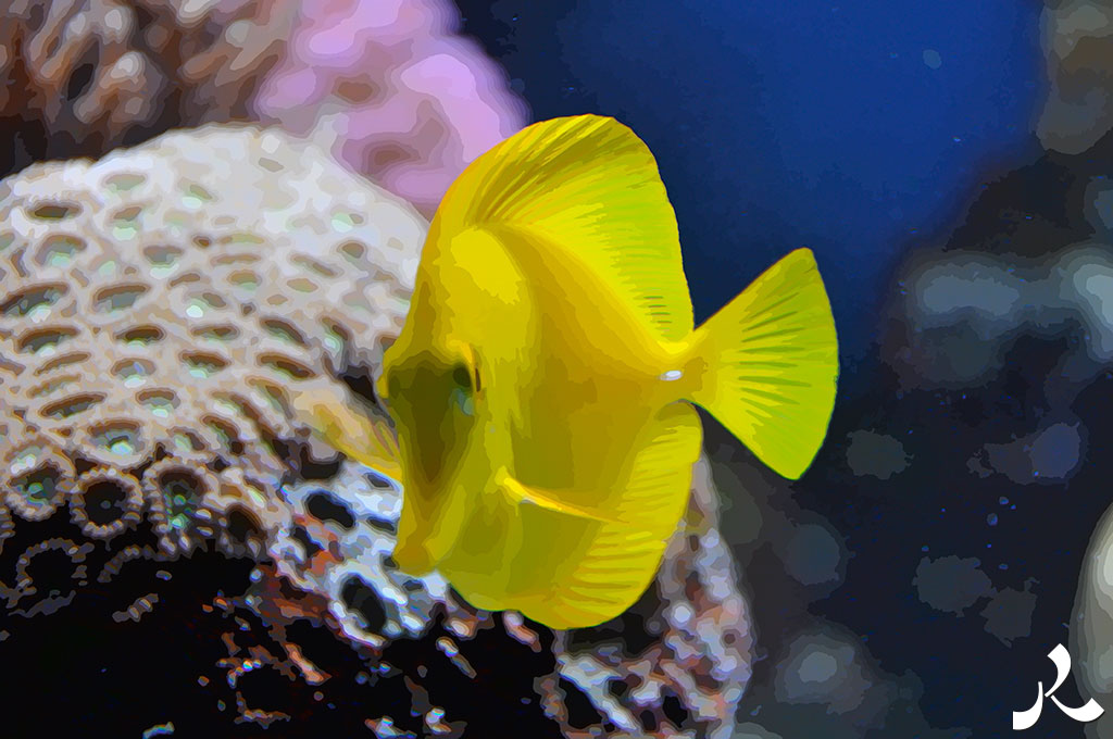 un poisson jaune