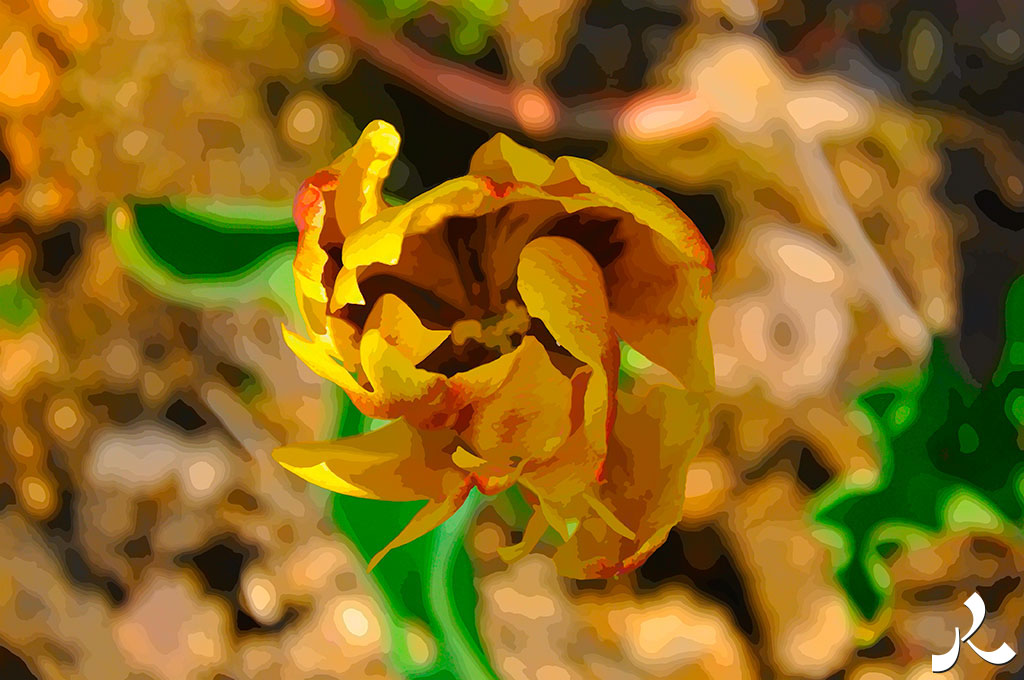 tulipe jaune chiffonnée