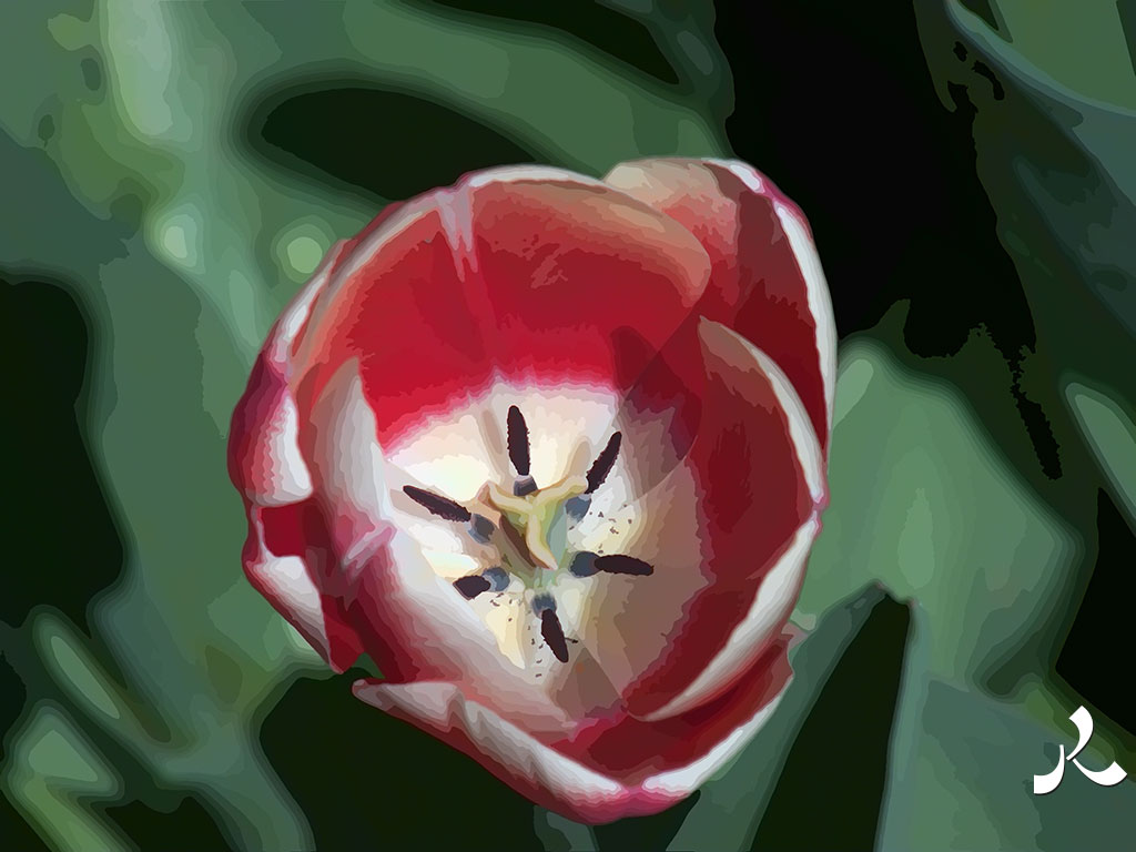 une tulipe rouge et blanche