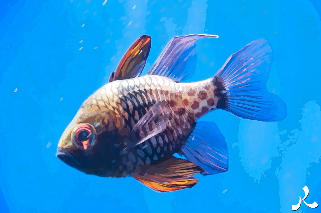 un poisson d'eau bleue
