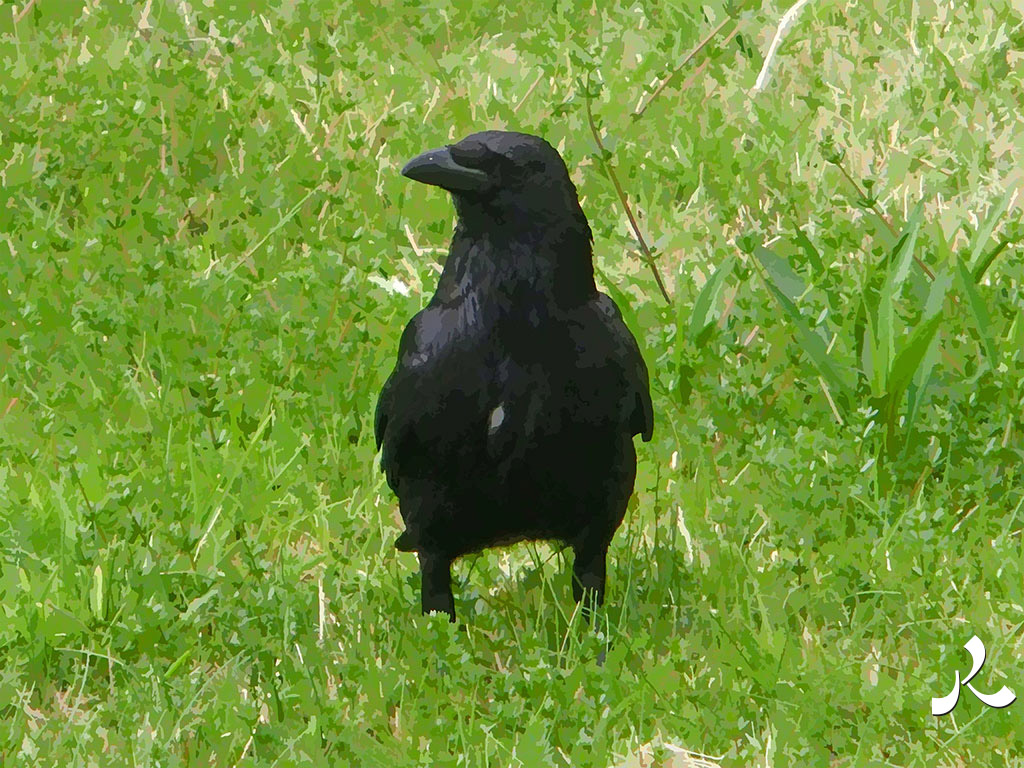 un corbeau dans l'herbe