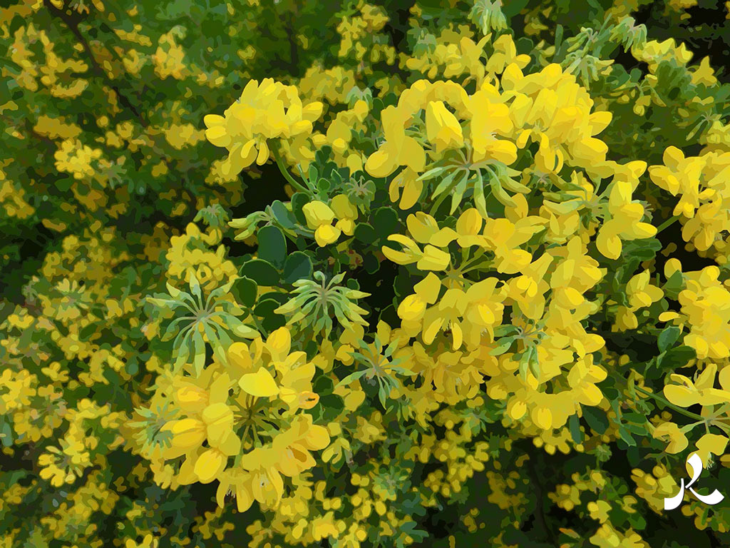 fleurs jaunes par centaines
