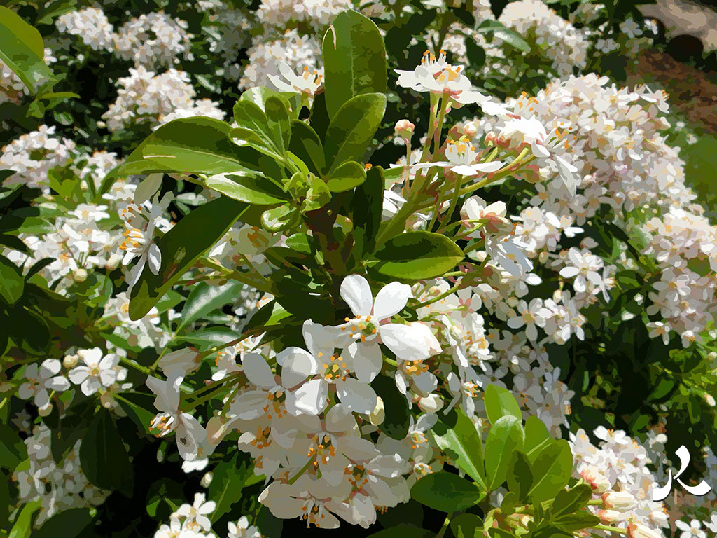 des fleurs blanches en couronnes