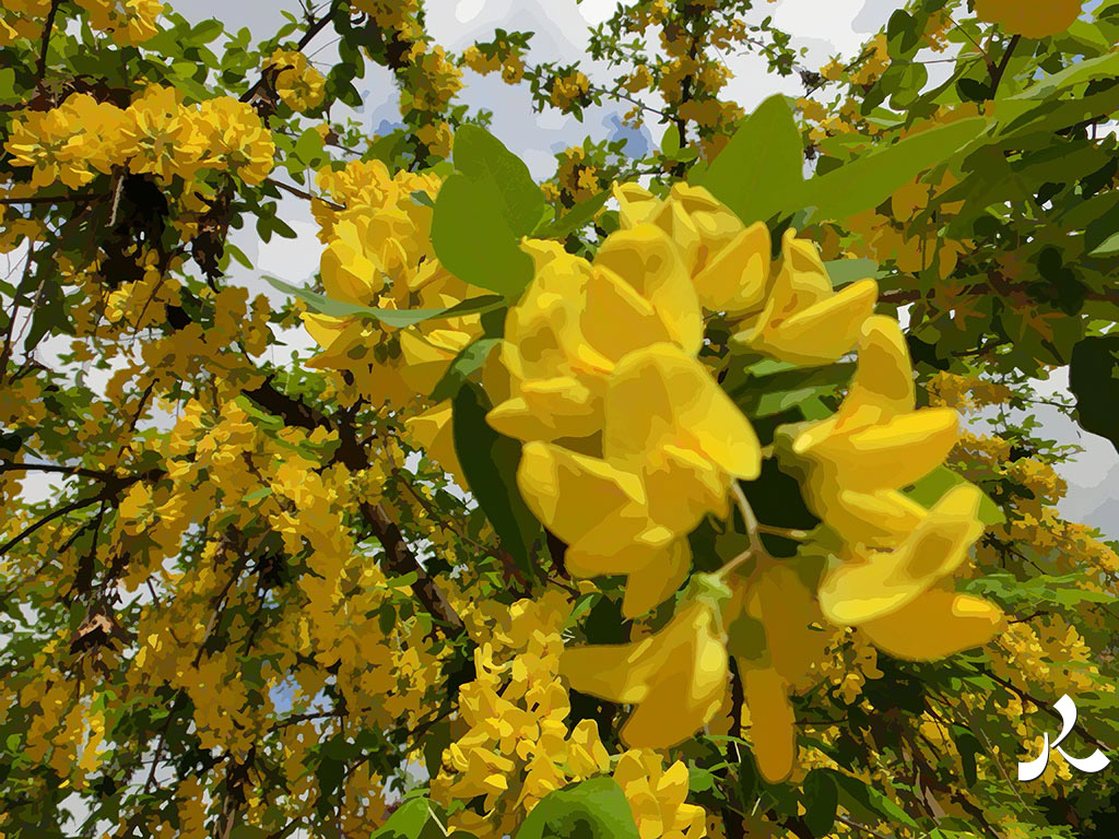 un arbre à fleurs bien jaunes