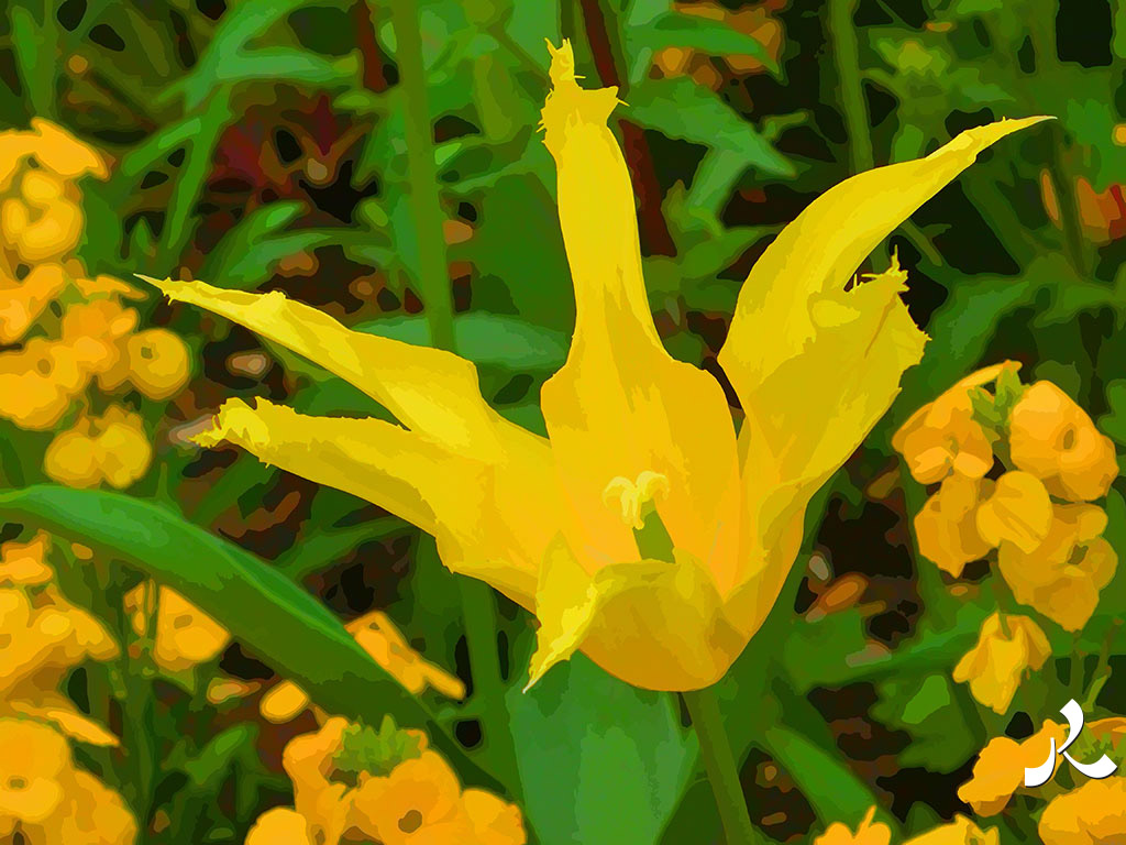 une fleur jaune à pétales pointus
