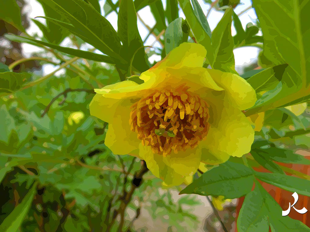 une grosse fleur jaune pendante