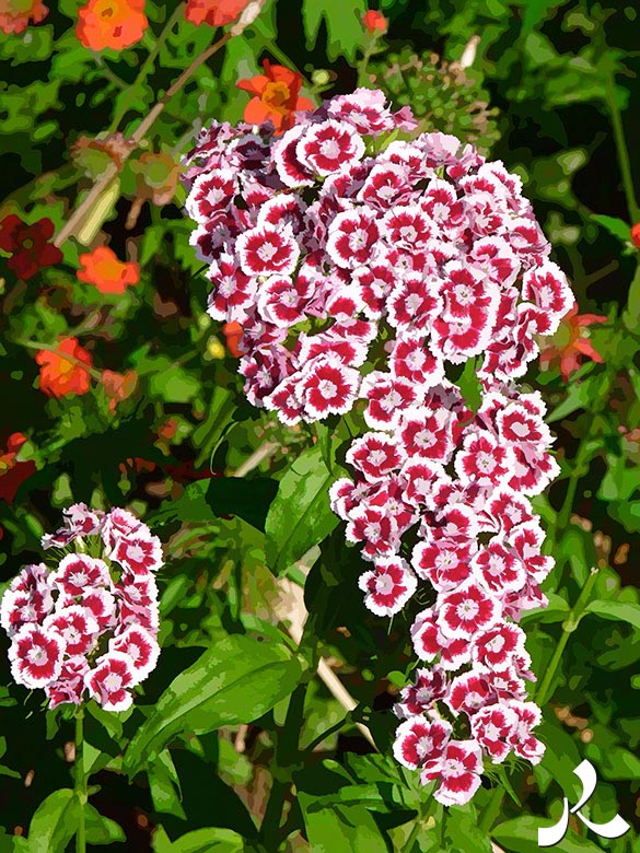 petites fleurs en grappe