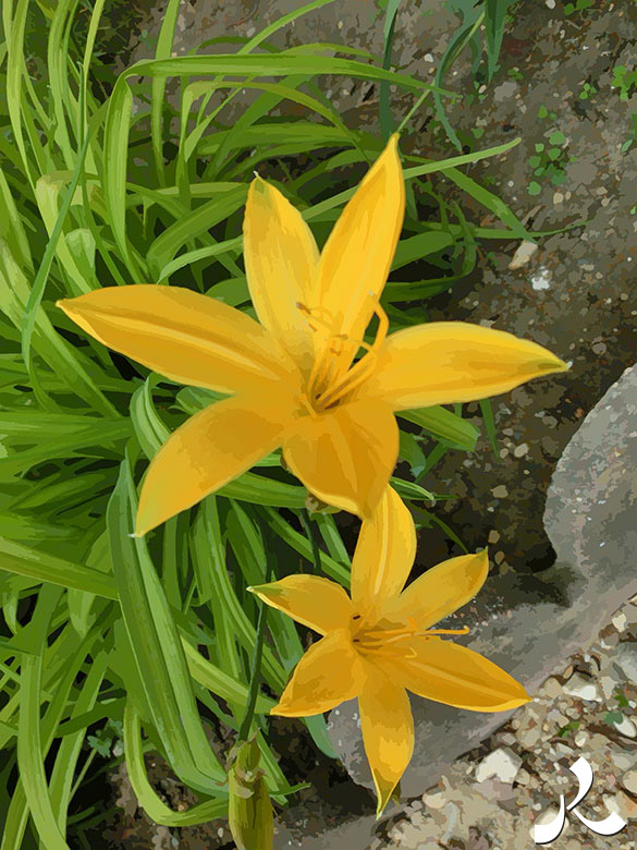 deux belles fleurs jaunes