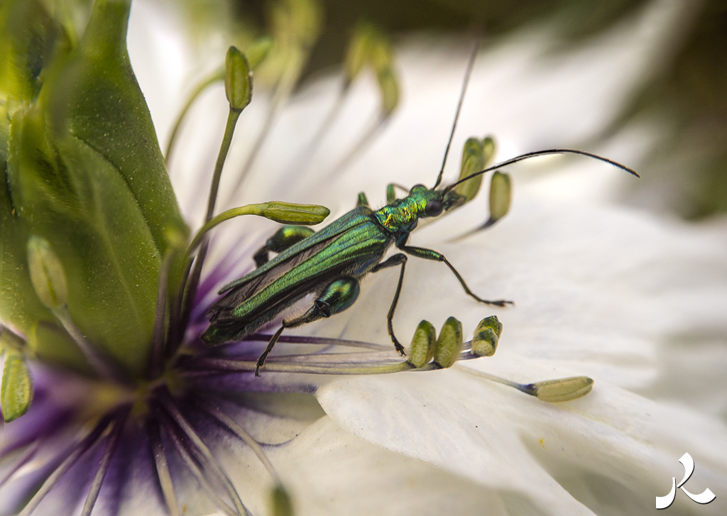 Des images et des maux…